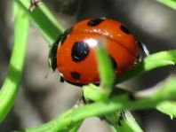 Coccinella magnifica, Ameisen-Siebenpunkt-Marienkäfer