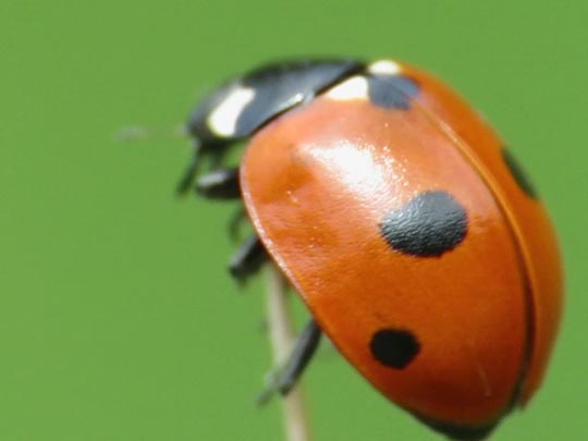 Fünfpunkt Marienkäfer, Coccinella quinquepunctata