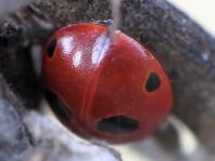 Fünfpunkt Marienkäfer, Coccinella quinquepunctata