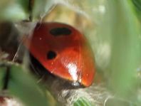 Fünfpunkt Marienkäfer, Coccinella quinquepunctata