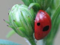 Fünfpunkt Marienkäfer, Coccinella quinquepunctata