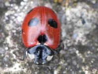 Coccinella magnifica, Ameisen-Siebenpunkt-Marienkäfer