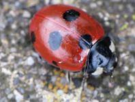 Coccinella magnifica, Ameisen-Siebenpunkt-Marienkäfer