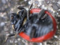 Coccinella magnifica, Ameisen-Siebenpunkt-Marienkäfer