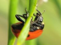 Fünfpunkt Marienkäfer, Coccinella quinquepunctata