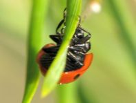 Fünfpunkt Marienkäfer, Coccinella quinquepunctata