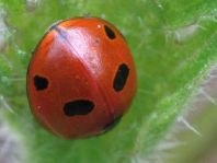 Fünfpunkt Marienkäfer, Coccinella quinquepunctata