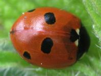 Fünfpunkt Marienkäfer, Coccinella quinquepunctata