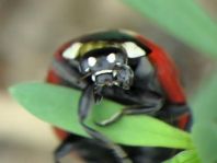 Coccinella magnifica, Ameisen-Siebenpunkt-Marienkäfer