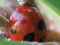 Fünfpunkt Marienkäfer, Coccinella quinquepunctata