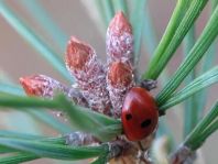 Fünfpunkt Marienkäfer, Coccinella quinquepunctata