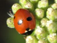 Fünfpunkt Marienkäfer, Coccinella quinquepunctata