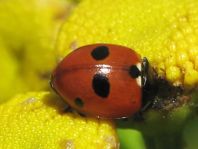 Fünfpunkt Marienkäfer, Coccinella quinquepunctata