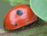 Fünfpunkt Marienkäfer, Coccinella quinquepunctata