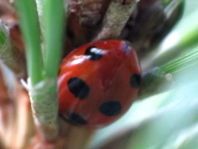 Coccinella magnifica, Ameisen-Siebenpunkt-Marienkäfer