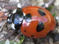 Coccinella magnifica, Ameisen-Siebenpunkt-Marienkäfer