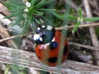 Coccinella magnifica, Ameisen-Siebenpunkt-Marienkäfer