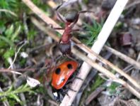 Coccinella magnifica, Ameisen-Siebenpunkt-Marienkäfer