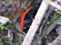 Coccinella magnifica, Ameisen-Siebenpunkt-Marienkäfer