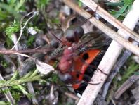 Coccinella magnifica, Ameisen-Siebenpunkt-Marienkäfer