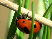 Coccinella magnifica, Ameisen-Siebenpunkt-Marienkäfer