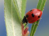 Fünfpunkt Marienkäfer, Coccinella quinquepunctata