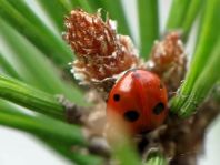 Fünfpunkt Marienkäfer, Coccinella quinquepunctata