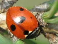 Fünfpunkt Marienkäfer, Coccinella quinquepunctata