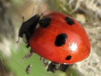 Fünfpunkt Marienkäfer, Coccinella quinquepunctata