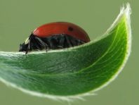 Fünfpunkt Marienkäfer, Coccinella quinquepunctata