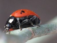 Coccinella algerica