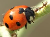 Coccinella algerica