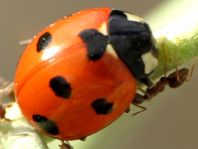 Coccinella algerica