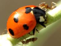 Coccinella algerica