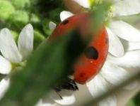 Fünfpunkt Marienkäfer, Coccinella quinquepunctata