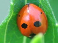 Fünfpunkt Marienkäfer, Coccinella quinquepunctata