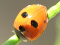 Fünfpunkt Marienkäfer, Coccinella quinquepunctata