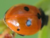 Fünfpunkt Marienkäfer, Coccinella quinquepunctata