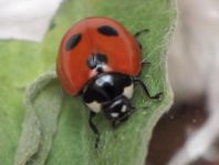 Fünfpunkt Marienkäfer, Coccinella quinquepunctata