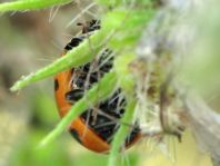 Coccinella magnifica, Ameisen-Siebenpunkt-Marienkäfer