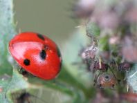 Fünfpunkt Marienkäfer, Coccinella quinquepunctata