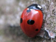 Fünfpunkt Marienkäfer, Coccinella quinquepunctata