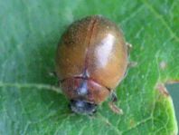 Cynegetis impunctata, Gras-Marienkäfer