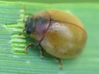 Cynegetis impunctata, Gras-Marienkäfer