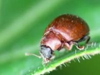 Cynegetis impunctata, Gras-Marienkäfer