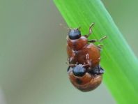 Cynegetis impunctata, Gras-Marienkäfer