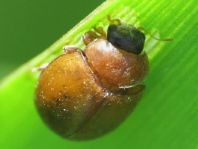 Cynegetis impunctata, Gras-Marienkäfer