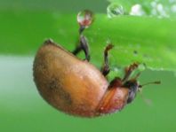 Cynegetis impunctata, Gras-Marienkäfer