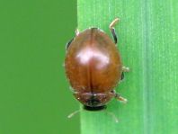 Cynegetis impunctata, Gras-Marienkäfer