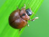 Cynegetis impunctata, Gras-Marienkäfer